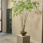 SORBUS IN POT GROEN 240 cm