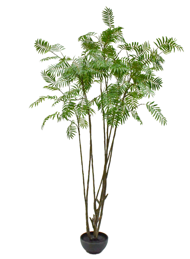 SORBUS IN POT GROEN 240 cm