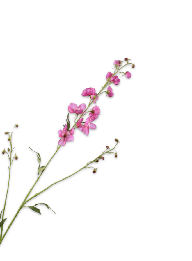 DELPHINIUM TAK BEAUTY 101 cm