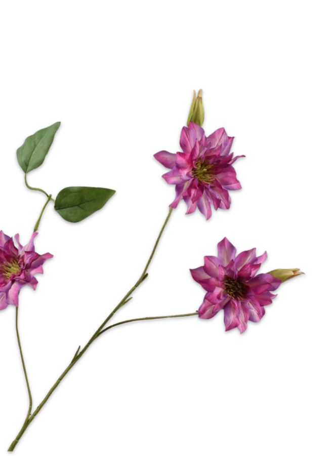 CLEMATIS TAK BEAUTY 98 cm