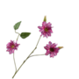 CLEMATIS TAK BEAUTY 98 cm