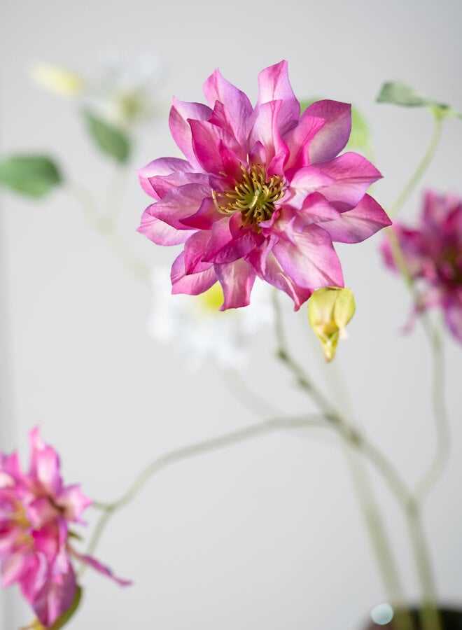 CLEMATIS TAK BEAUTY 98 cm
