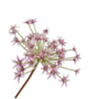 ALLIUM STEEL LILA 87 cm