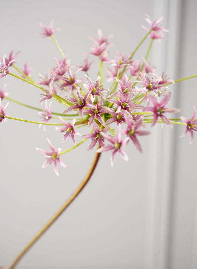 ALLIUM STEEL LILA 87 cm