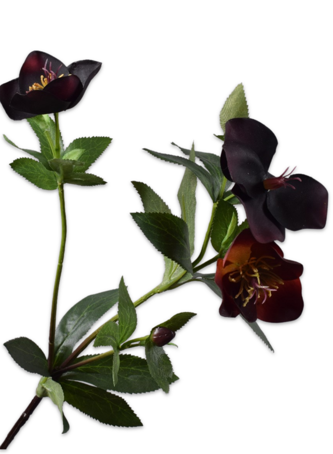 HELLEBORUS TAK PAARS 64 CM