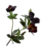 HELLEBORUS TAK PAARS 64 CM