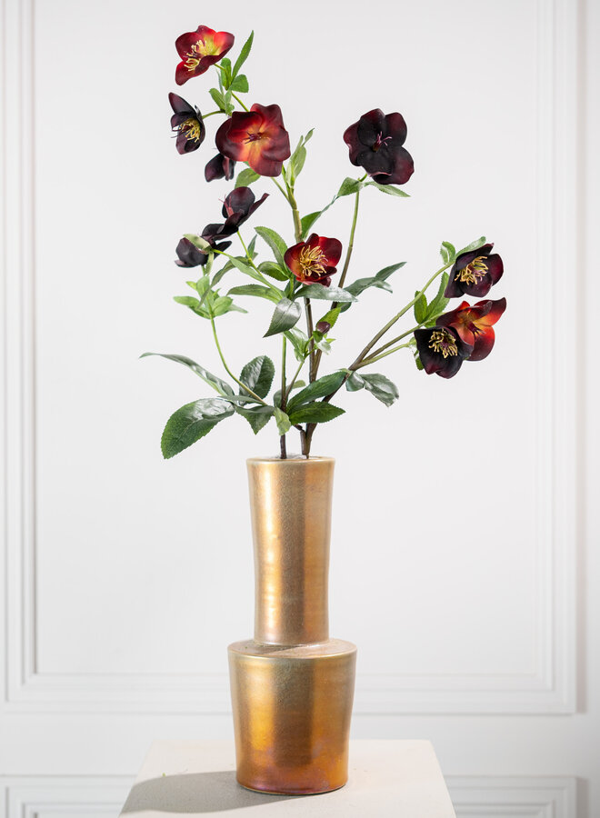 HELLEBORUS TAK PAARS 64 CM