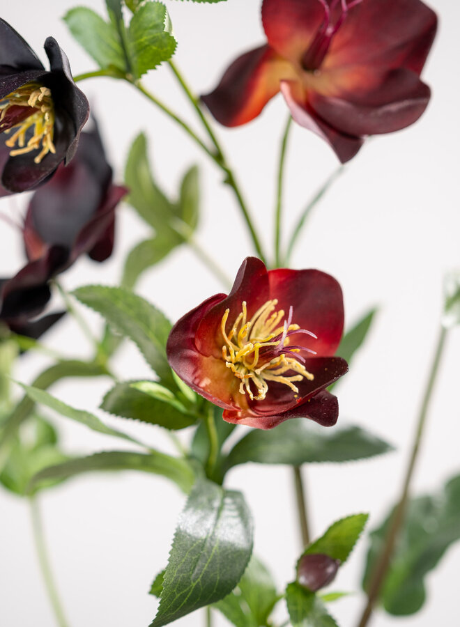 HELLEBORUS TAK PAARS 64 CM
