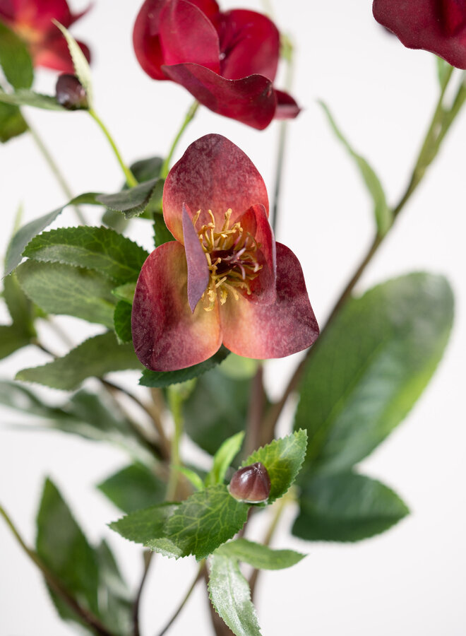 HELLEBORUS TAK BORDEAUX 64 CM