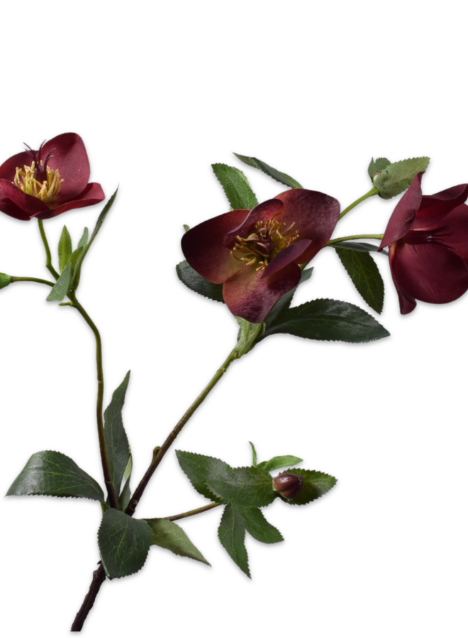 HELLEBORUS TAK BORDEAUX 64 CM