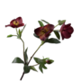 HELLEBORUS TAK BORDEAUX 64 CM