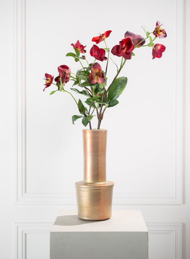 HELLEBORUS TAK BORDEAUX 64 CM