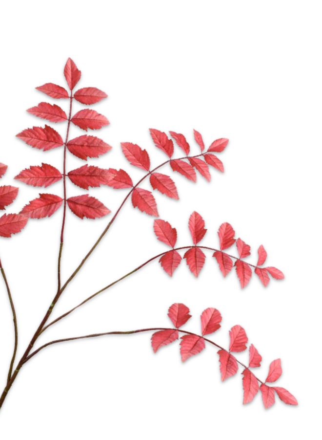 BLADTAK ROOD 105 CM
