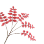 BLADTAK  ROOD 105 CM