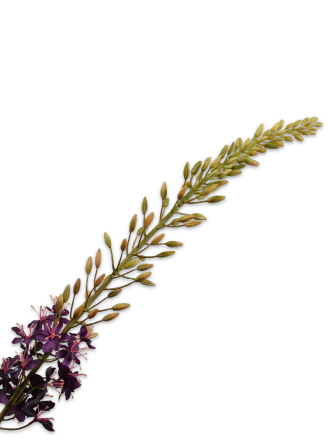 EREMURUS STEEL PAARS 107 CM