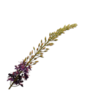 EREMURUS STEEL PAARS 107 CM