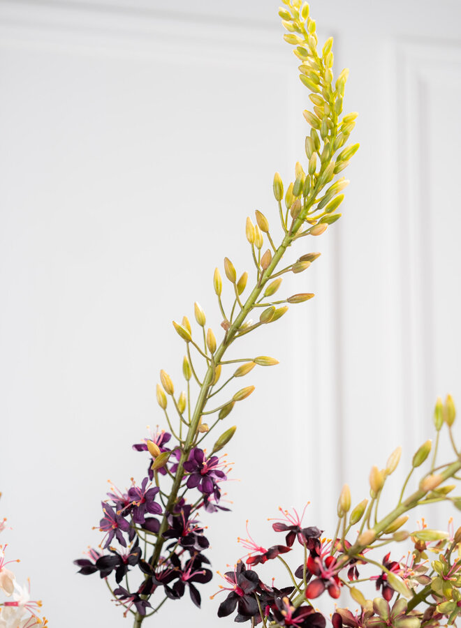 EREMURUS STEEL PAARS 107 CM