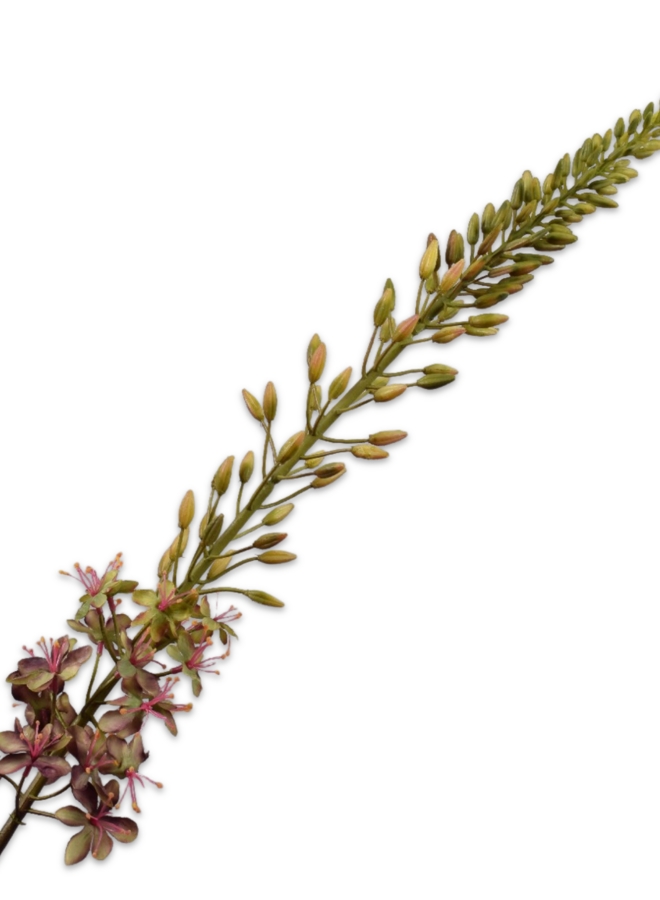 EREMURUS PAARS/GROEN 107 CM