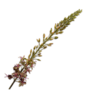 EREMURUS PAARS/GROEN 107 CM