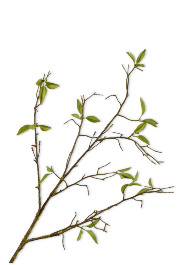 WILGENTAK GROEN 76 CM