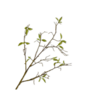 WILGENTAK  GROEN 76 CM