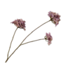 HORTENSIA TAK LAVENDEL 85 CM