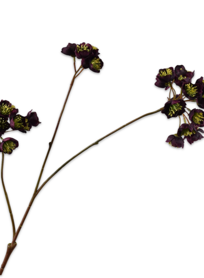 HELLEBORUS TAK PAARS 70 CM