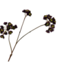 HELLEBORUS TAK PAARS 70 CM