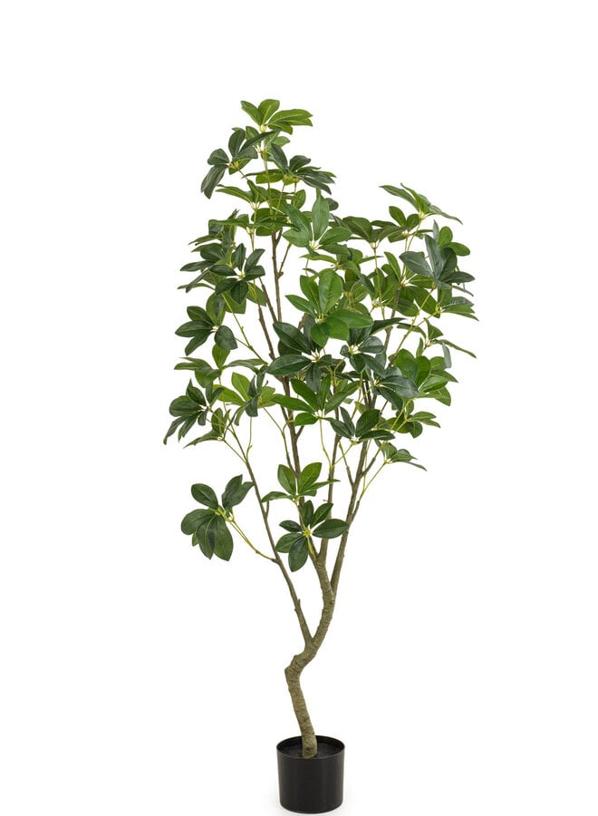 Schefflera plant green 150cm