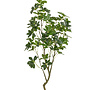 Schefflera plant green 150cm