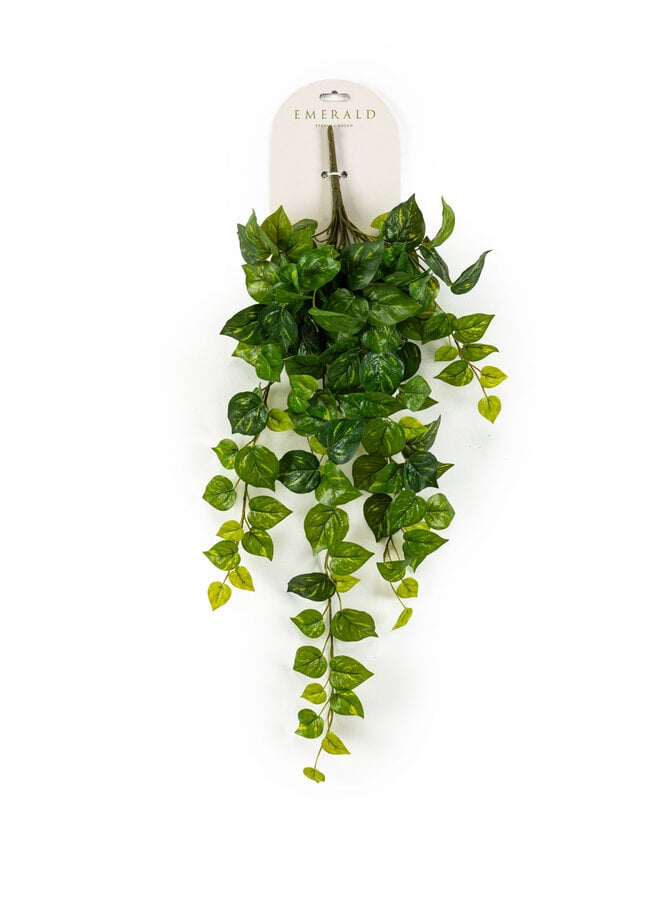 Scindapsus hanging bush green/yellow