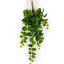 Scindapsus hanging bush green/yellow
