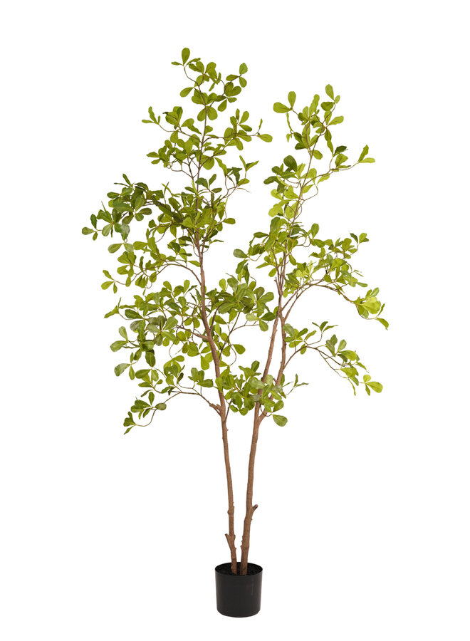 Terminalia tree 175cm