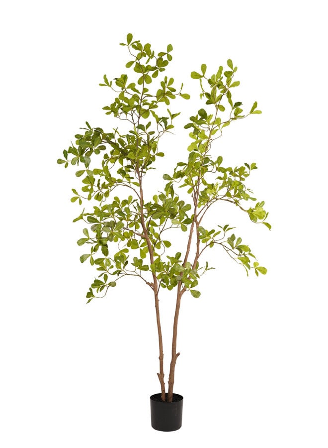 Terminalia tree 175cm