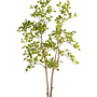 Terminalia tree 175cm
