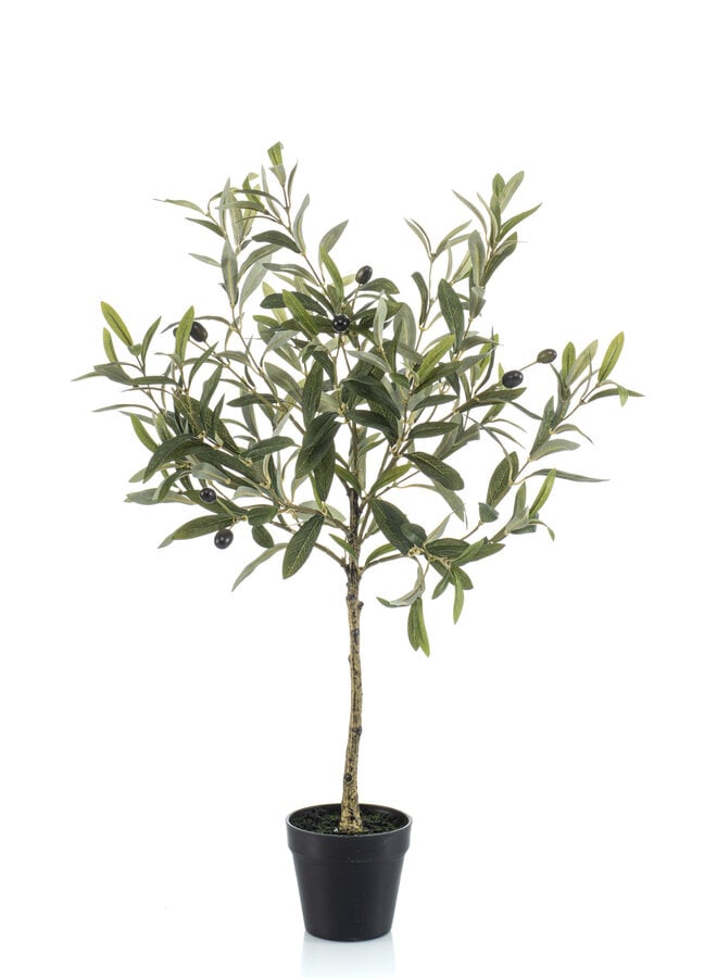 Olive in pot 70cm
