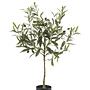 Olive in pot 70cm
