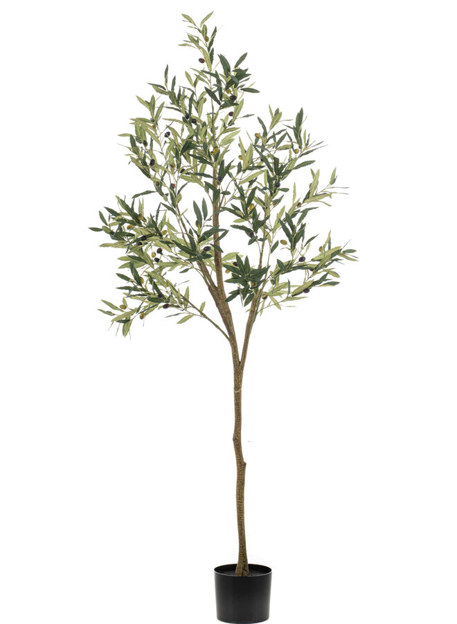 Olive tree 180cm