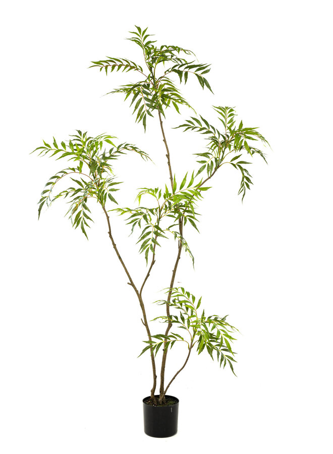 Mahonia forunei tree 180cm