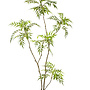 Mahonia forunei tree 180cm