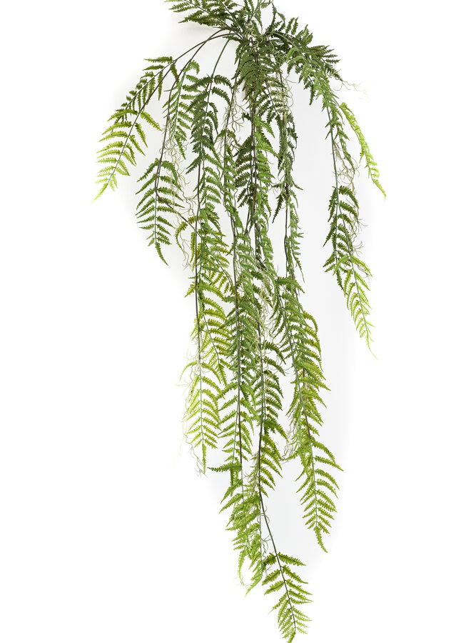 Rumohra adiantiformis liana 150cm