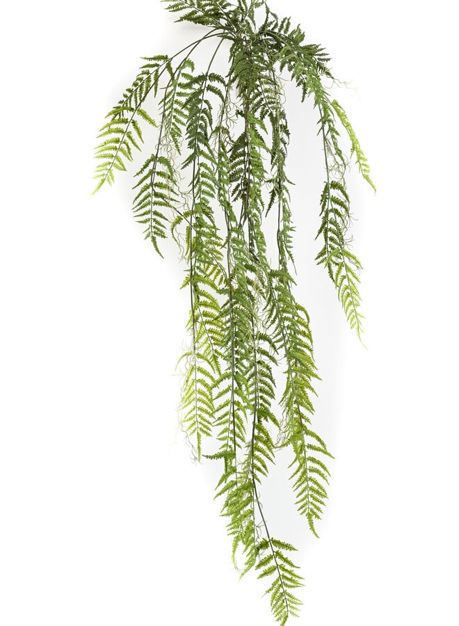Rumohra adiantiformis liana 150cm