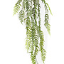 Rumohra adiantiformis liana 150cm