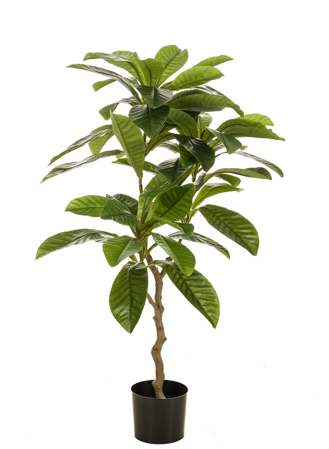 Frangipani plant 110cm
