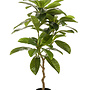 Frangipani plant 110cm