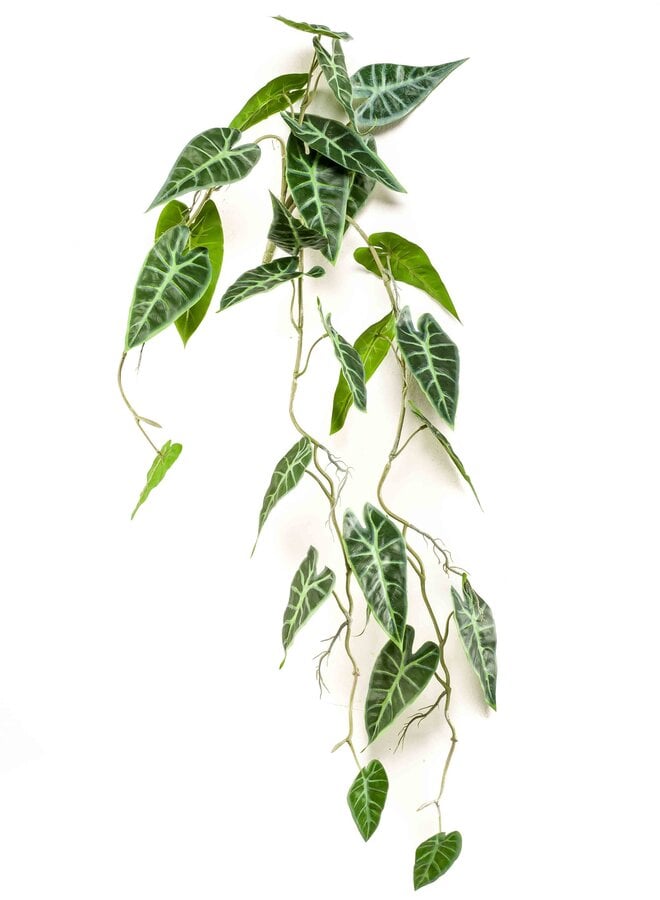 Alocasia hanging bush 80cm