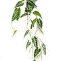 Alocasia hanging bush 80cm