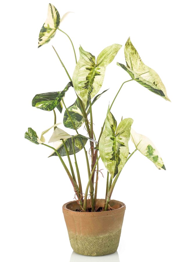 Caladium green/white in aged pot 60