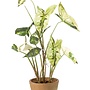 Caladium green/white in aged pot 60