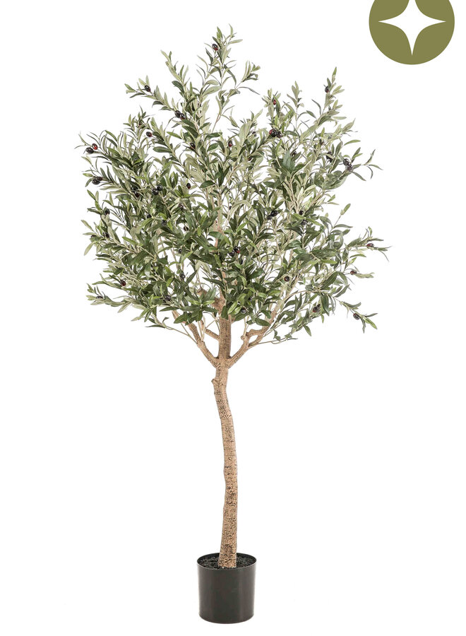 Olive tree 180cm